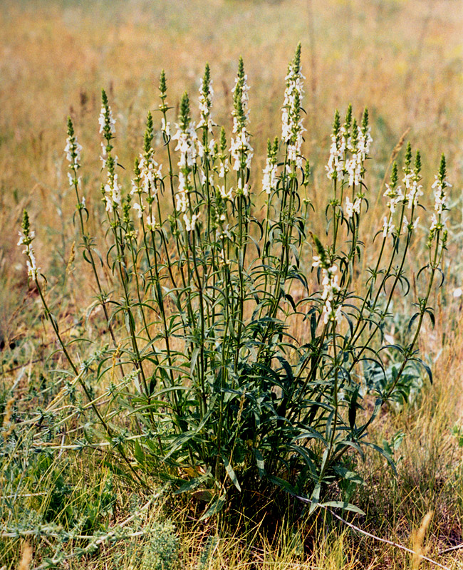 Image of Stachys krynkensis specimen.