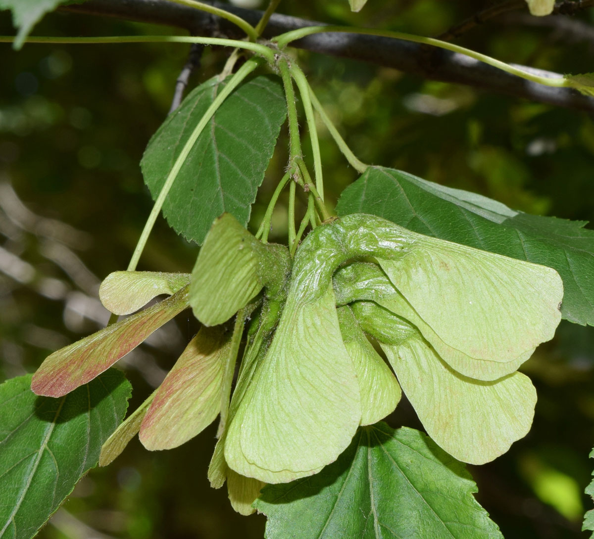 Image of Acer tataricum specimen.