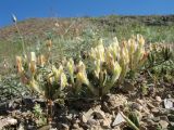 Astragalus macrotropis