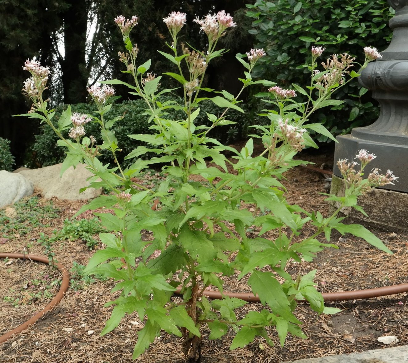 Изображение особи Eupatorium cannabinum.