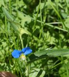 Commelina communis. Верхушка побега с цветком. Амурская обл., Бурейский р-н, правый берег р. Бурея, пос. Новобурейский, газон. 18.07.2016.