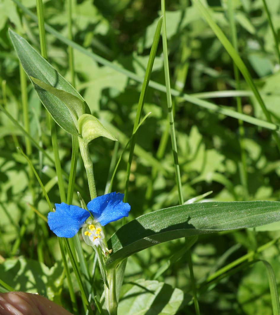 Изображение особи Commelina communis.