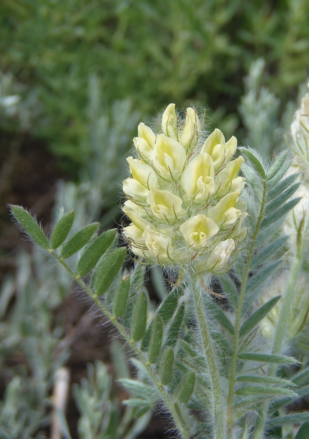 Изображение особи Oxytropis pilosa.