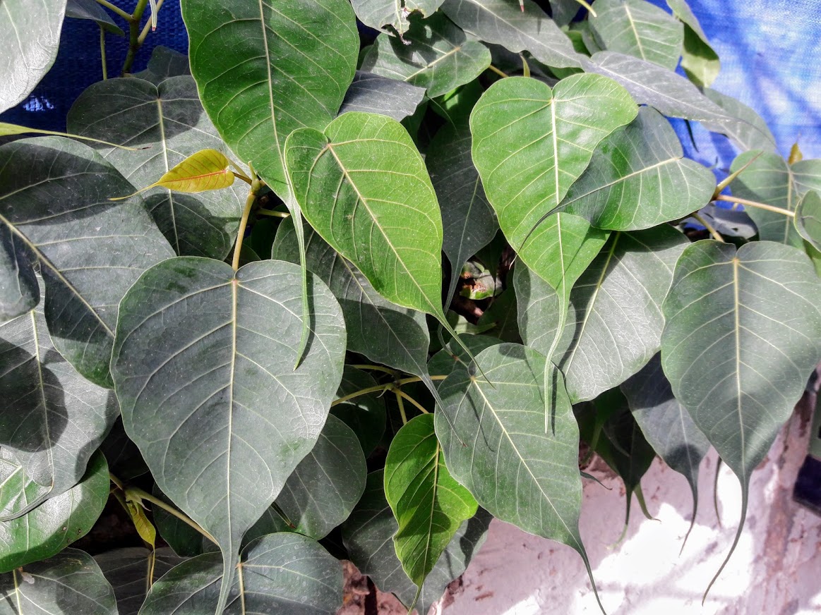 Изображение особи Ficus religiosa.