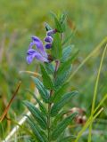 Scutellaria galericulata. Верхушка цветущего растения. Восточный Казахстан, Курчумский р-н, влажный луг на берегу оз. Маркаколь. 22.08.2009.