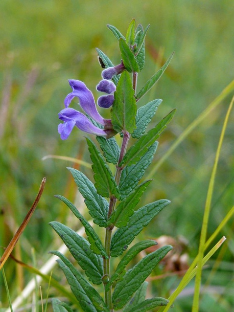 Изображение особи Scutellaria galericulata.