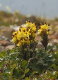 Pedicularis oederi. Цветущее растение. Восточный Саян, хр. Большой Саян, басс. р. Тисса, щебнистый гребень с разреженной растительностью. 20.07.2015.