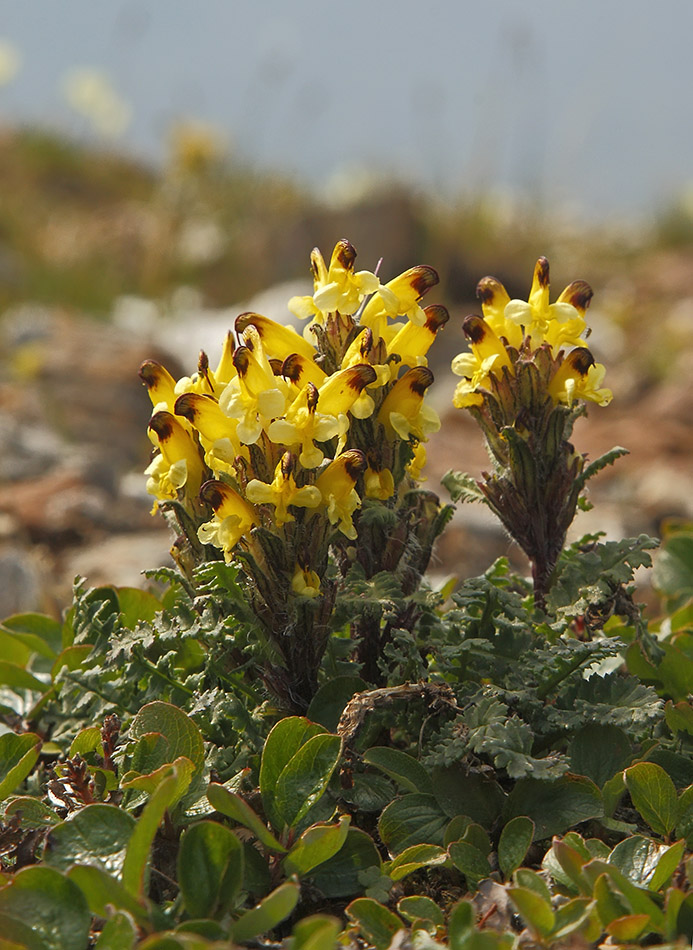 Изображение особи Pedicularis oederi.