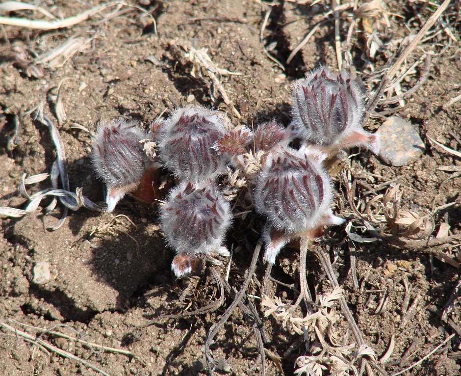 Изображение особи Pulsatilla turczaninovii.