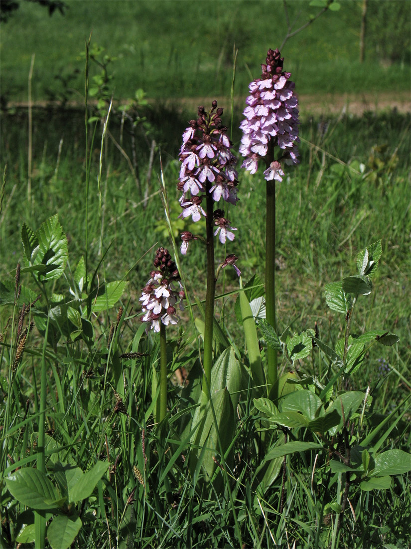 Image of Orchis purpurea specimen.