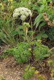 genus Conioselinum. Цветущее растение. Сахалинская обл., Томаринский р-н, окр. м. Старомаячный, нарушенный щебнистый склон сопки, верхняя часть. 21.08.2016.