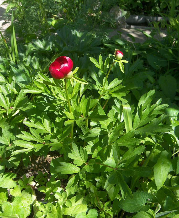 Изображение особи Paeonia peregrina.