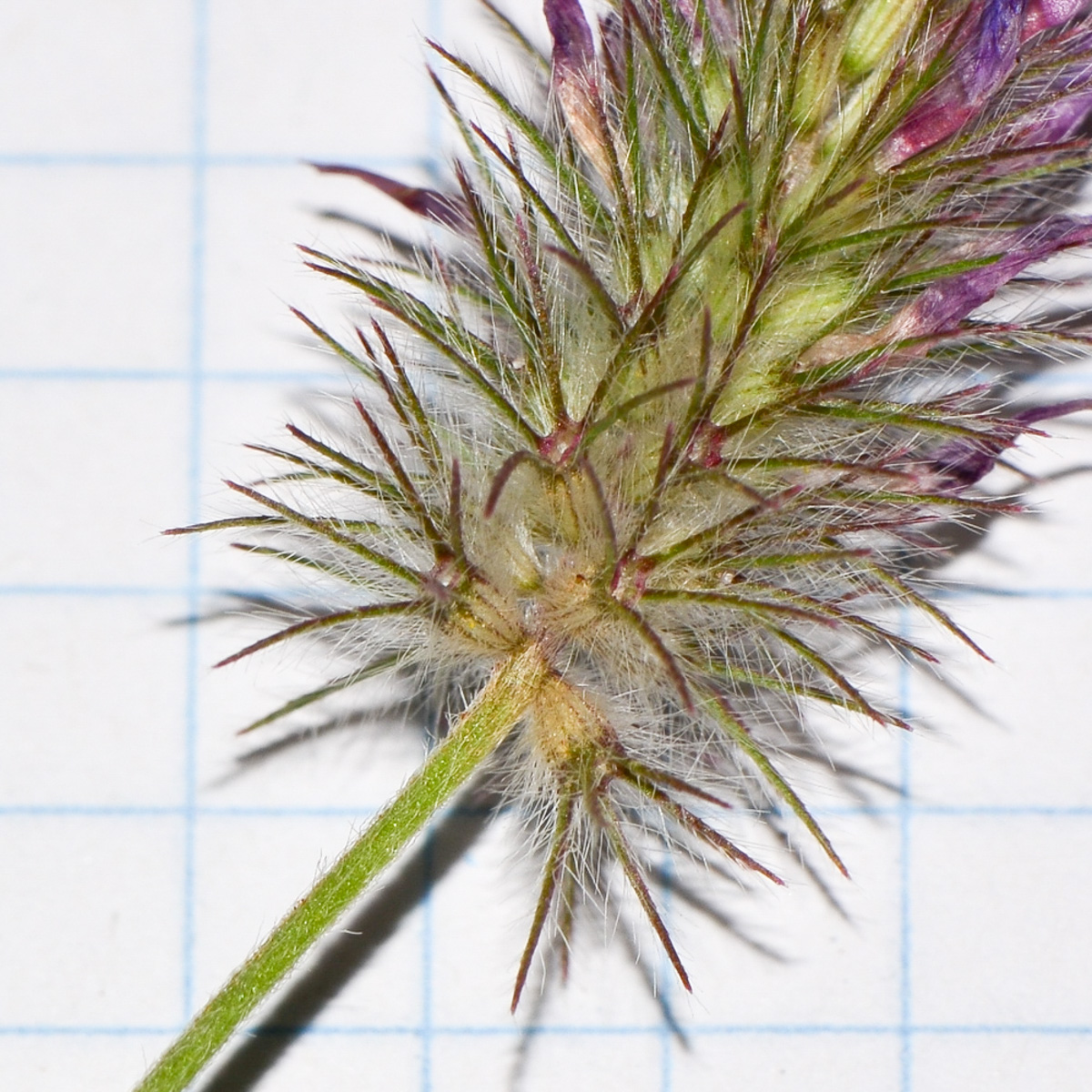 Image of Trifolium prophetarum specimen.