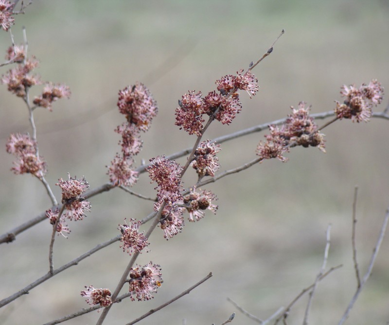 Image of Ulmus minor specimen.