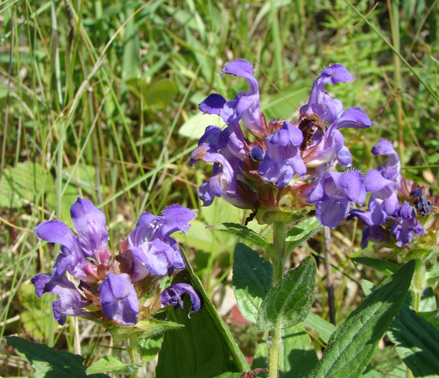 Image of Prunella grandiflora specimen.