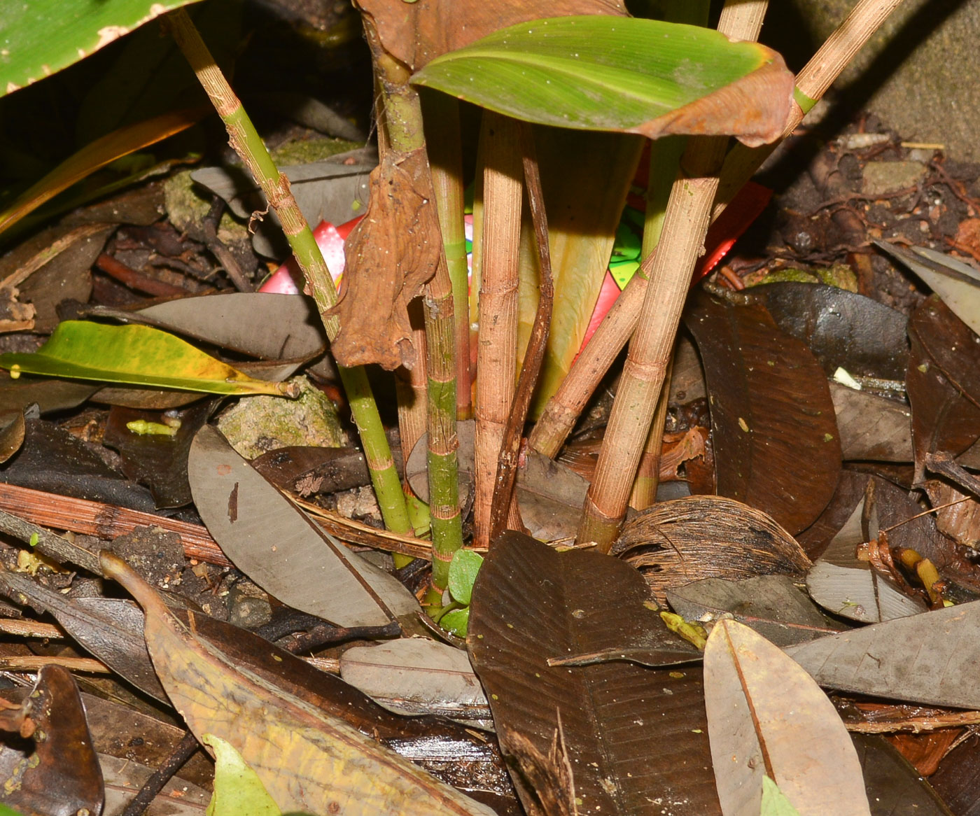 Image of Costus woodsonii specimen.