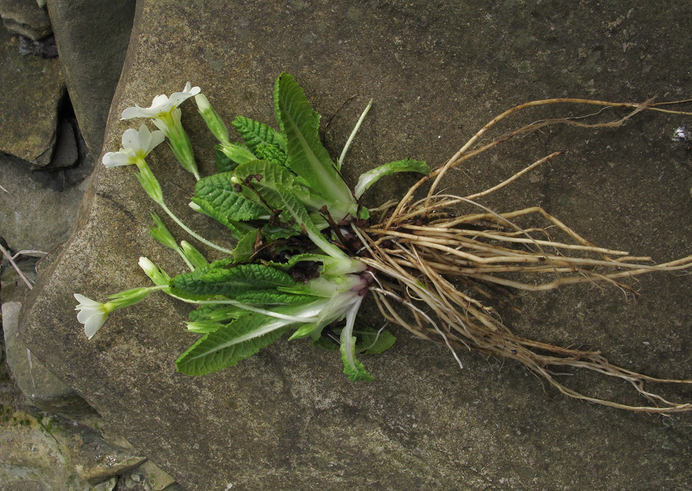 Image of Primula vulgaris specimen.