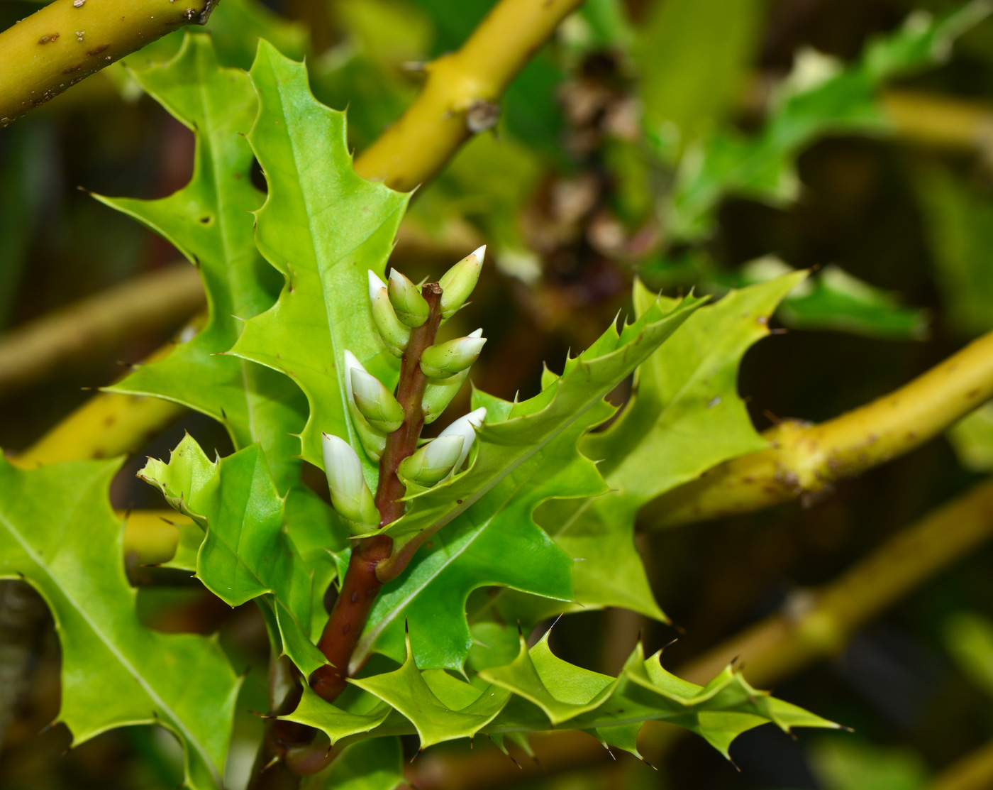 Image of Acanthus ilicifolius specimen.