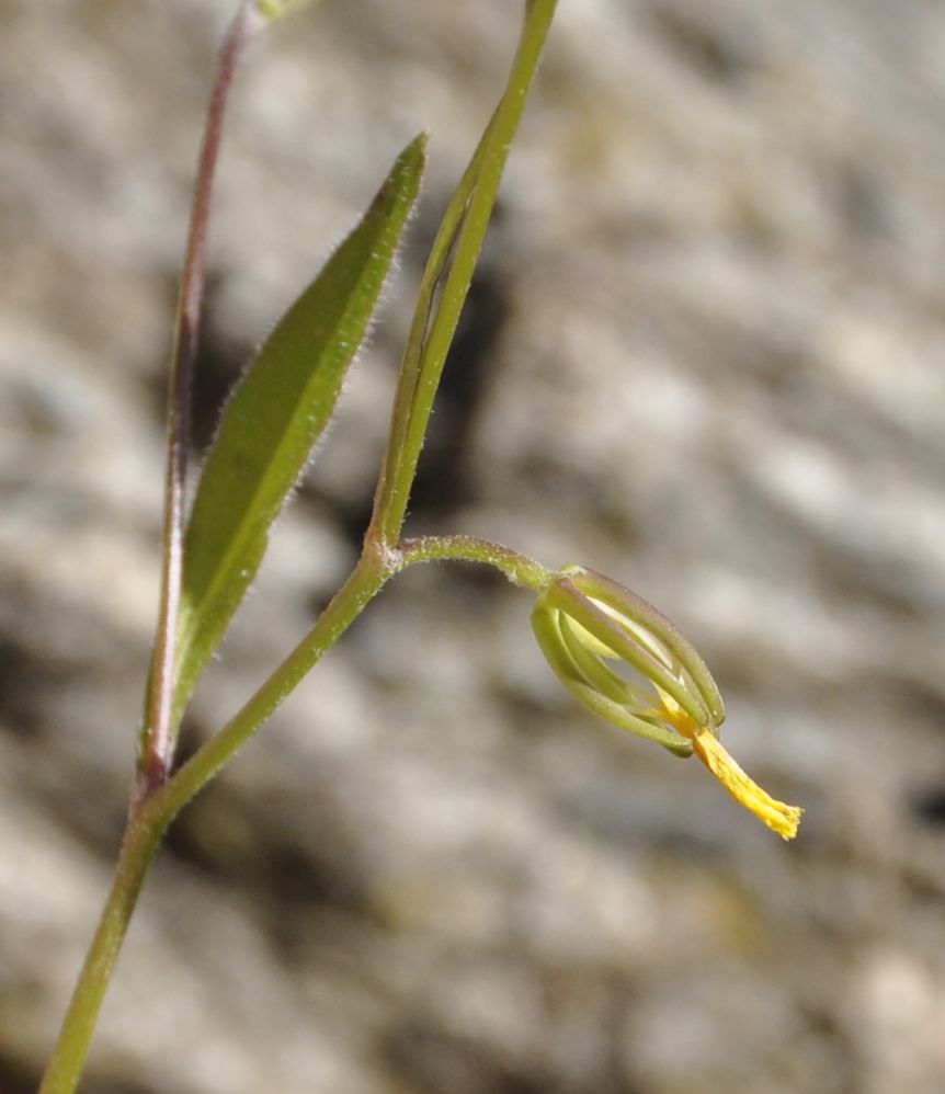 Изображение особи Rhagadiolus stellatus.