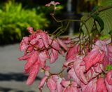 Mussaenda philippica. Верхушка ветки с соцветиями. Таиланд, о-в Пхукет, ботанический сад. 16.01.2017.