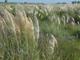 Cortaderia selloana