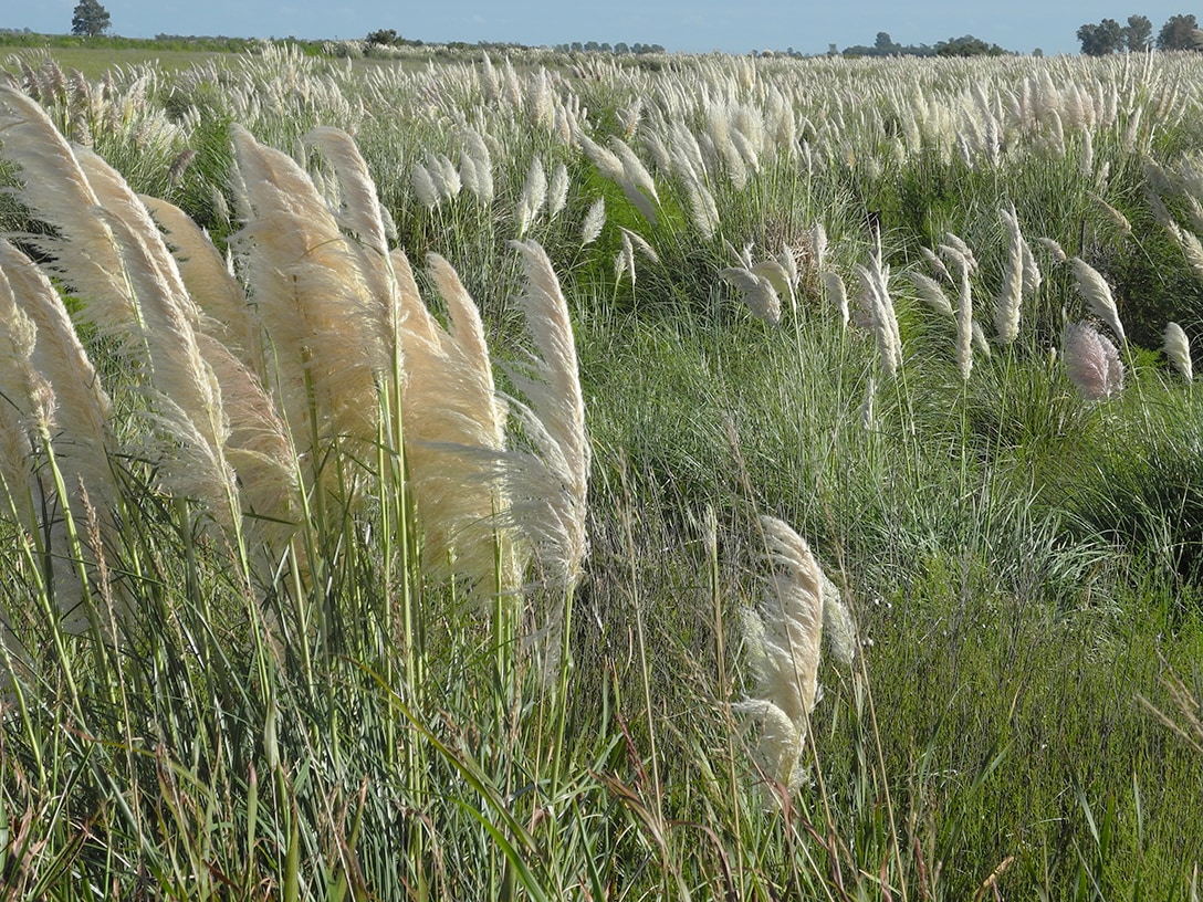 Изображение особи Cortaderia selloana.