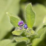 Asperugo procumbens. Верхушка цветущего растения. Саратов, на заброшенном газоне. 03.05.2017.