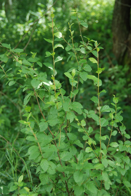 Изображение особи Betula humilis.