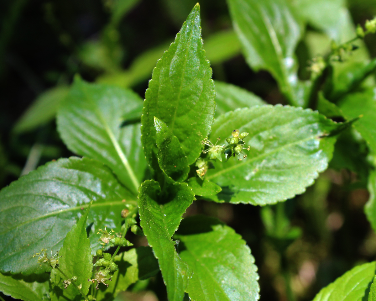 Изображение особи Mercurialis perennis.