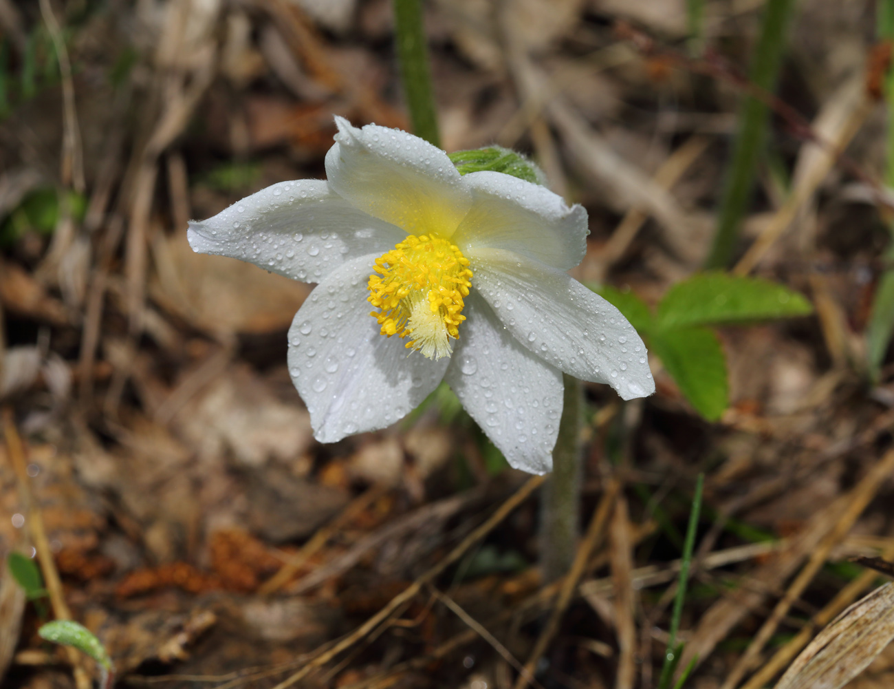 Изображение особи Pulsatilla patens.