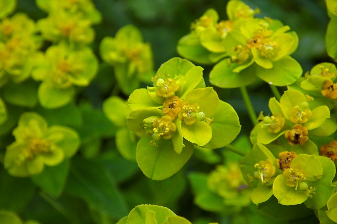 Изображение особи Euphorbia procera.