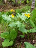 Caltha membranacea