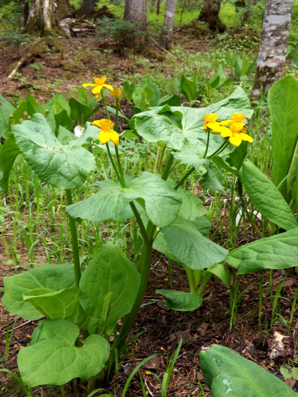 Изображение особи Caltha membranacea.