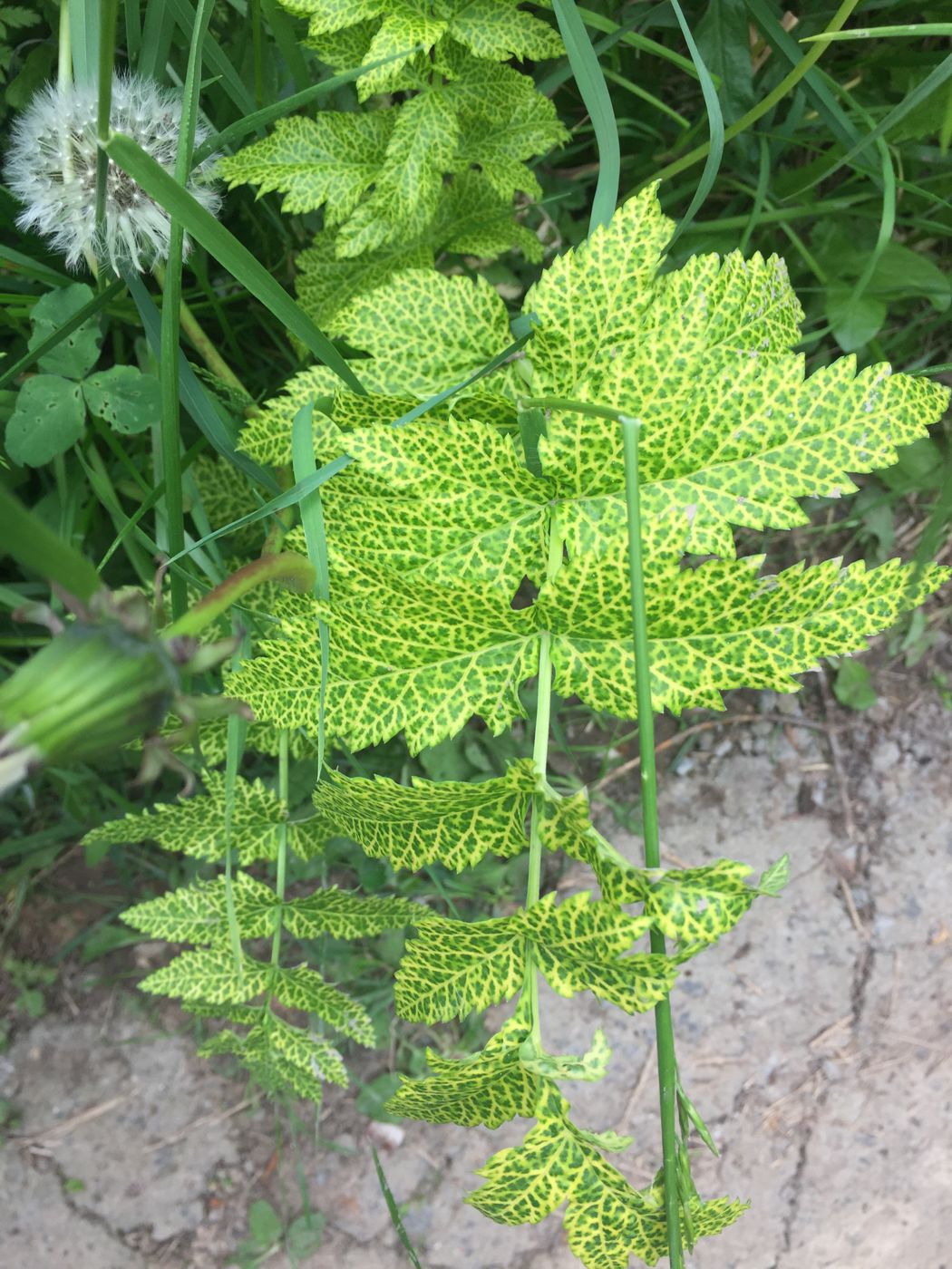 Изображение особи Pastinaca sylvestris.