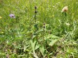 Phlomoides tuberosa