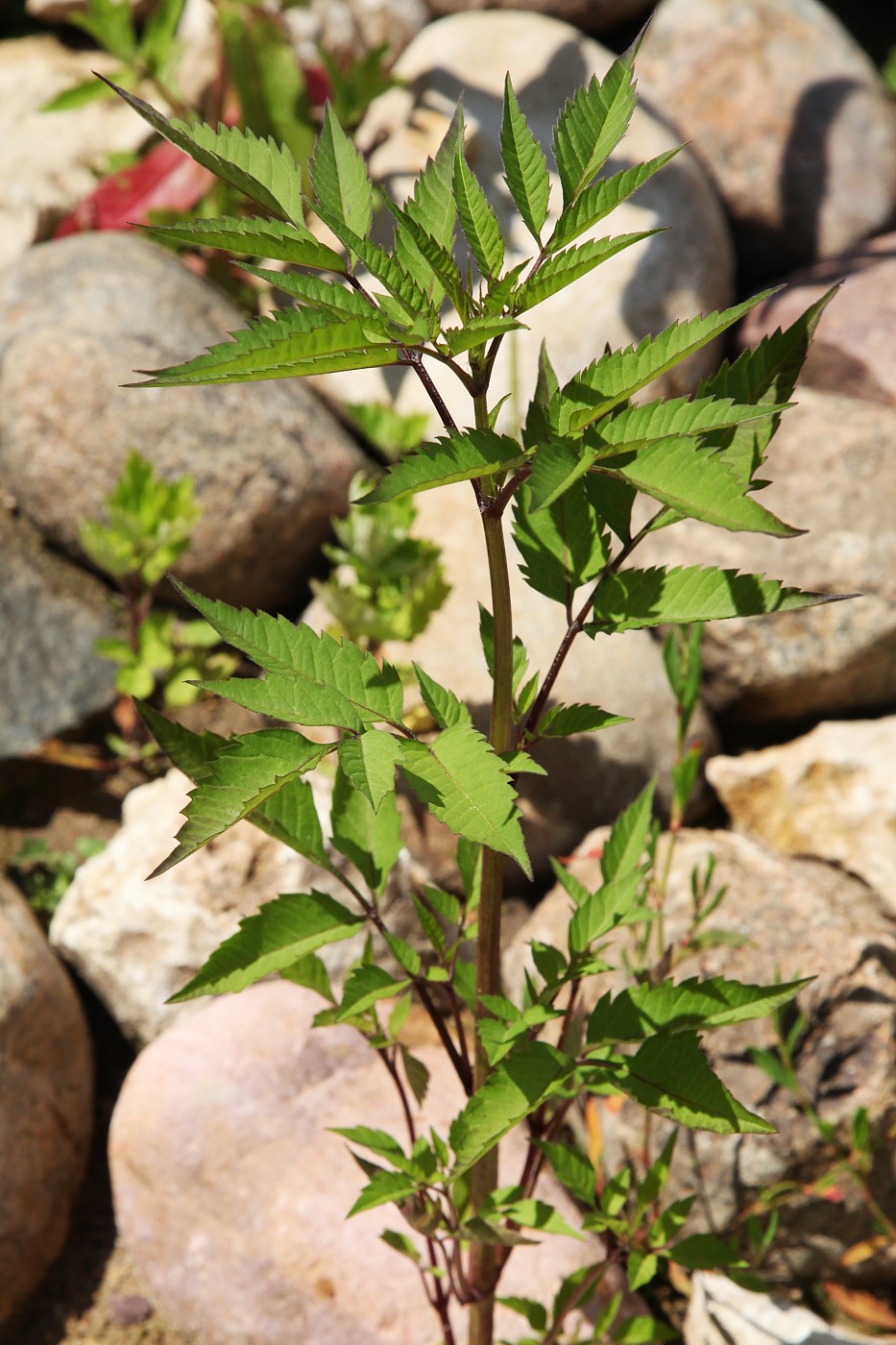 Image of Bidens frondosa specimen.