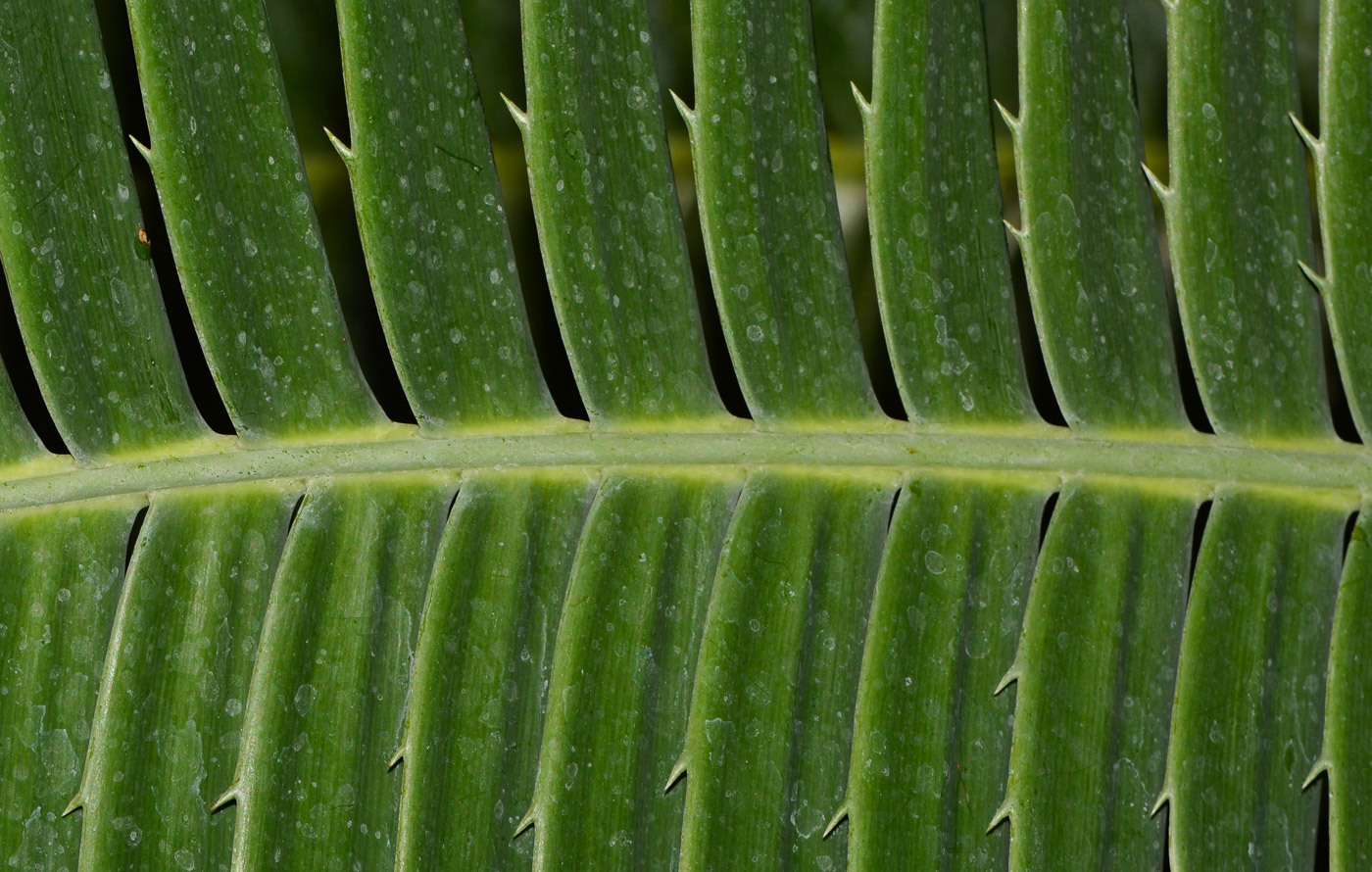 Изображение особи Dioon spinulosum.