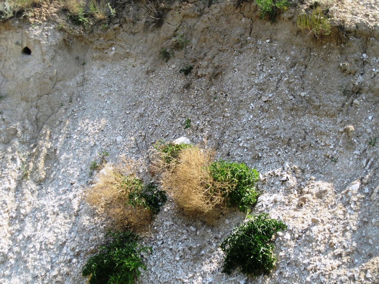 Image of Crambe tataria specimen.