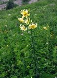 Lilium monadelphum