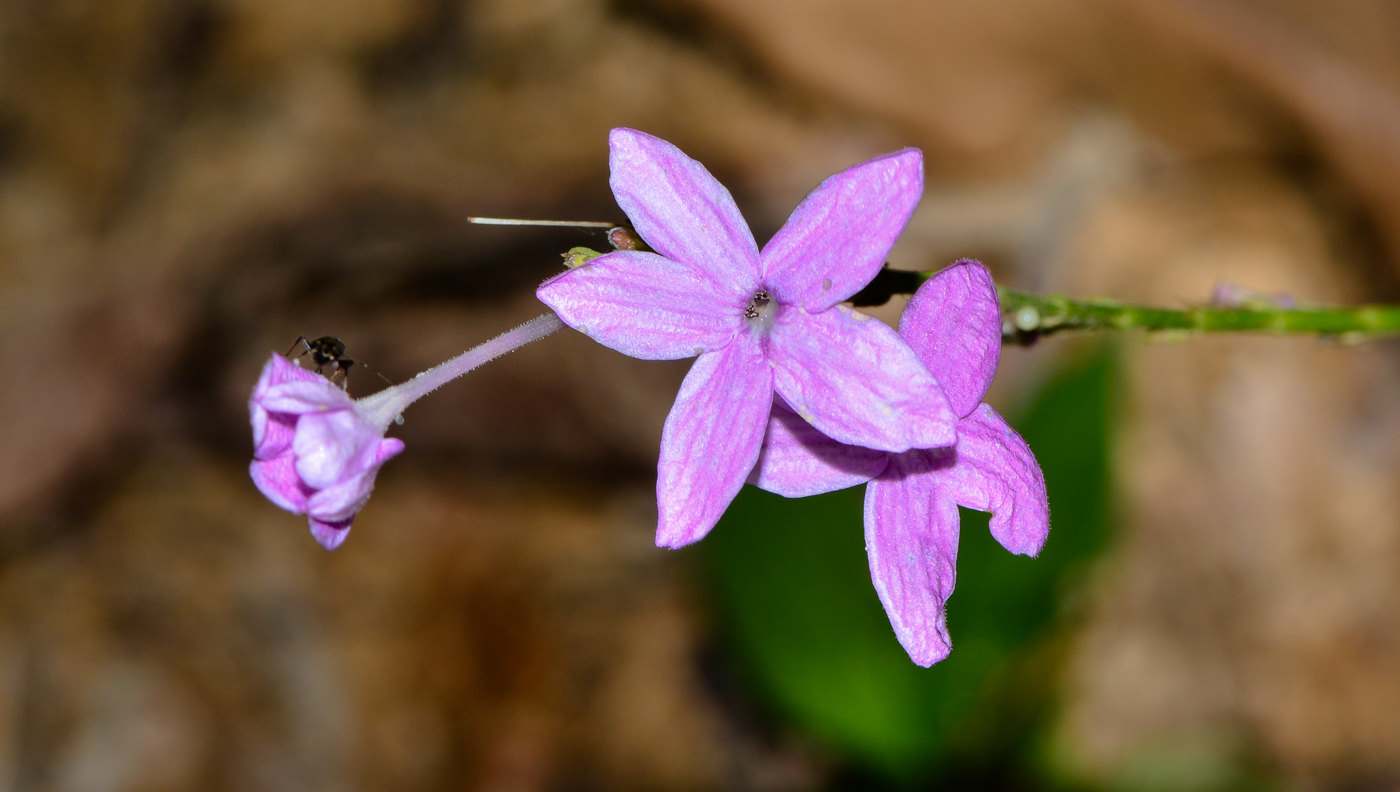 Image of Pseuderanthemum crenulatum specimen.