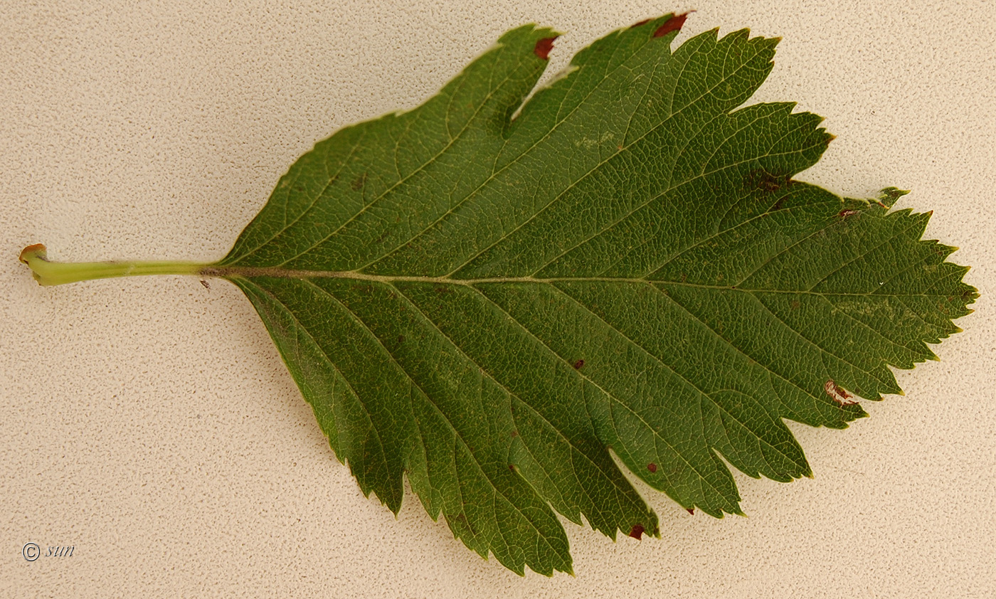 Изображение особи Sorbus intermedia.