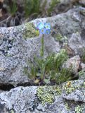 Myosotis alpestris