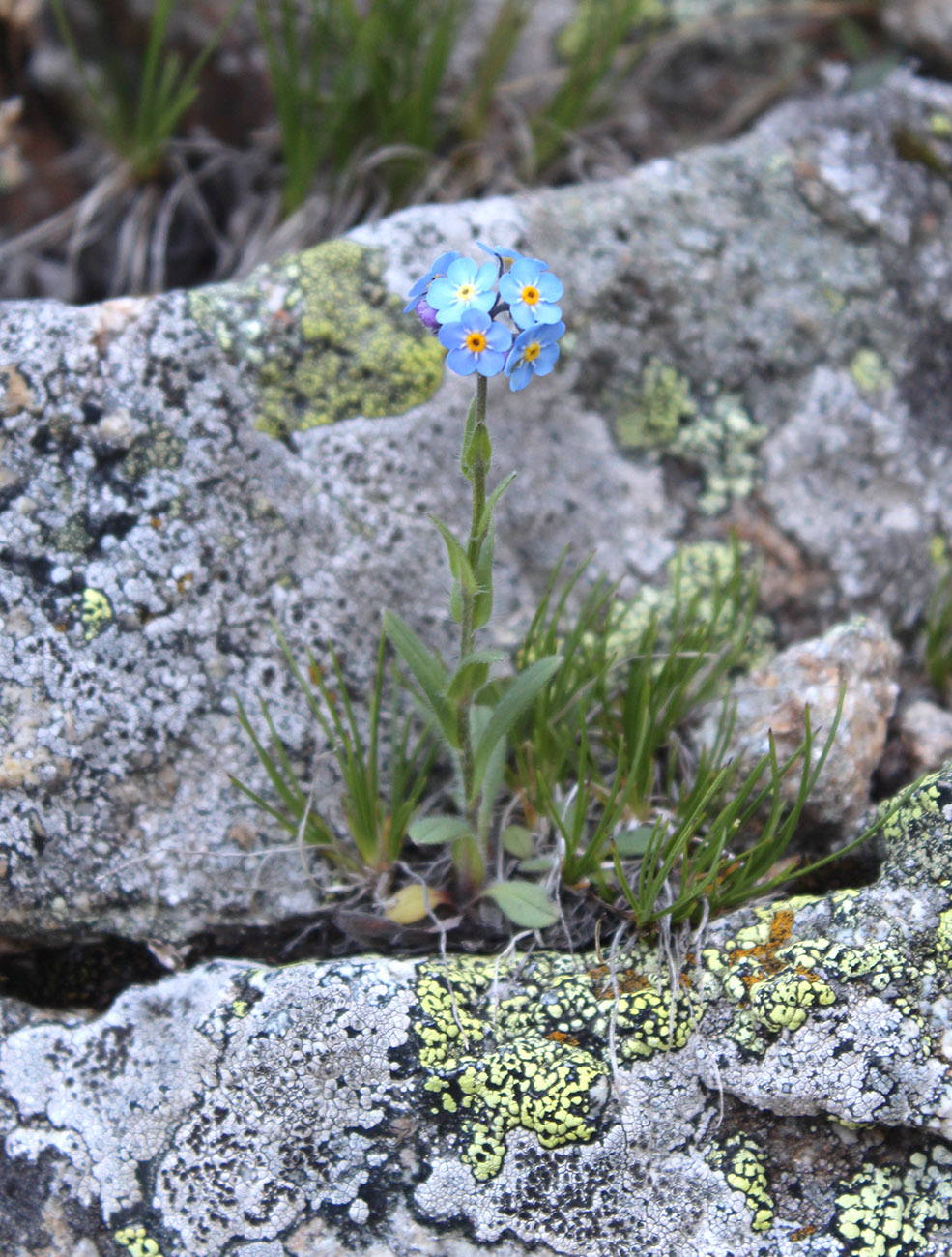 Изображение особи Myosotis alpestris.