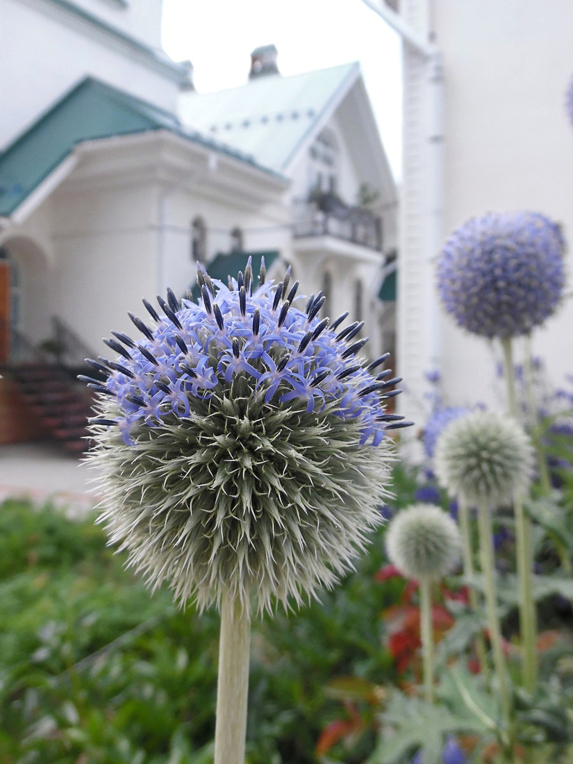 Изображение особи Echinops exaltatus.