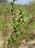 Artemisia commutata