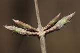 Lonicera xylosteum