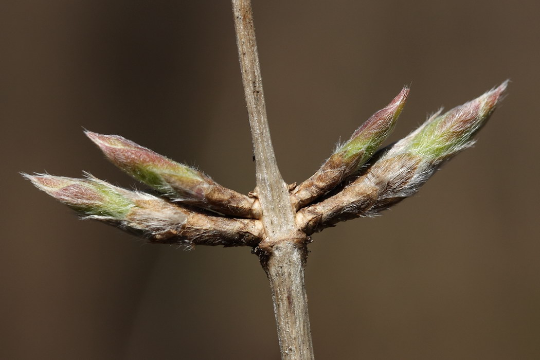 Изображение особи Lonicera xylosteum.