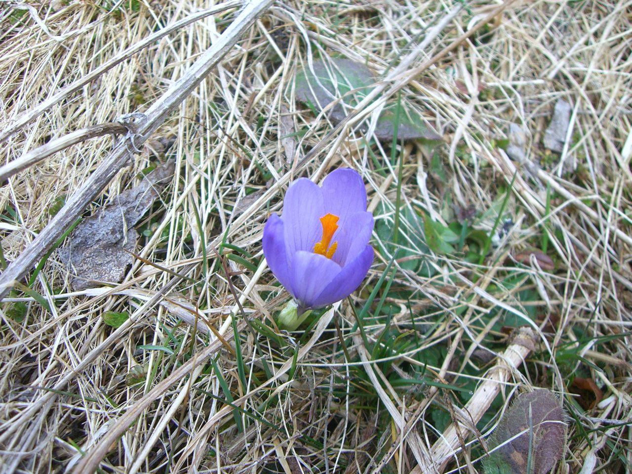 Изображение особи Crocus veluchensis.