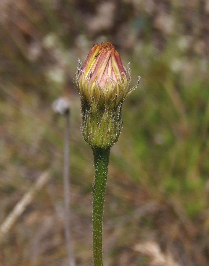 Image of Leontodon biscutellifolius specimen.