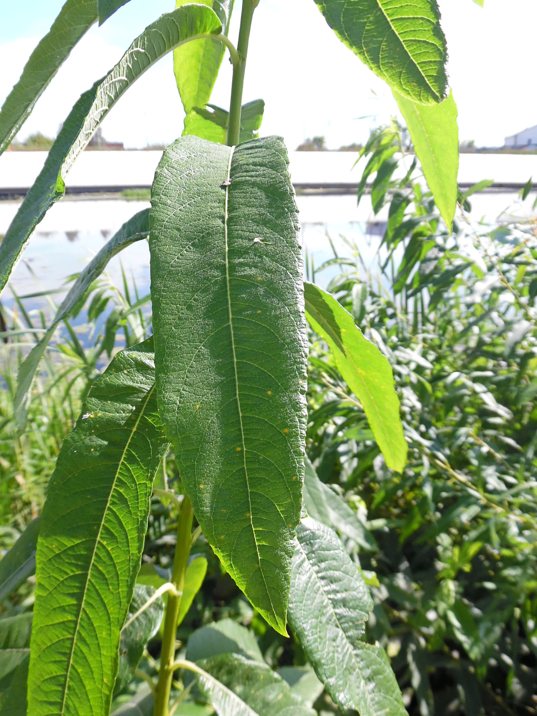 Image of Salix gmelinii specimen.